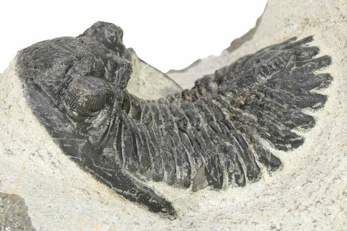 Bargain, Hollardops Trilobite - Ofaten, Morocco #254495